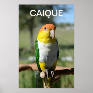 Póster Papagaio inchado branco do Caique