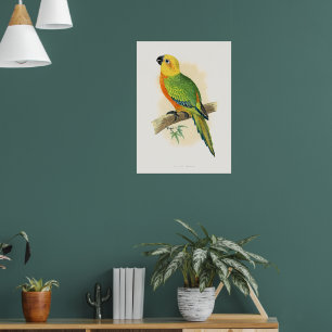 Poster Papagaio, Jendaya Conure,