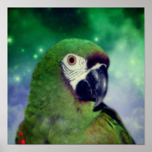 Poster Papagaio Macaw Severo Fechar