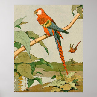 Poster Papagaio-Mata Vermelho e Verde