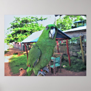 Poster Papagaio num Stick
