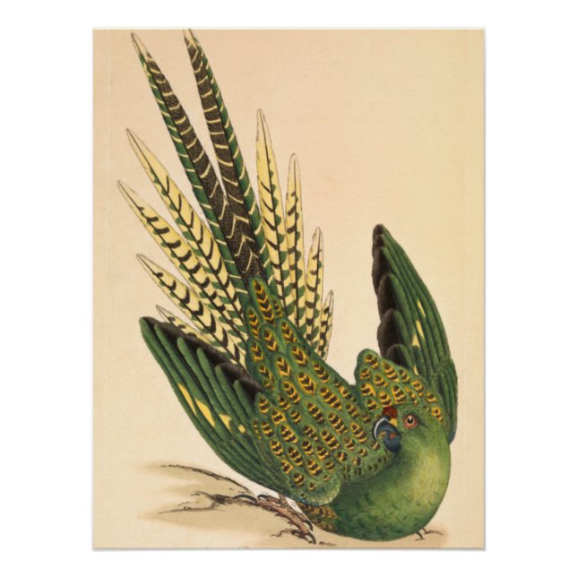 Póster Papagaio-terrestre de James Sowerby, Psittacus ter (Frente)