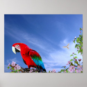 Poster Papagaio Tropical Colorido