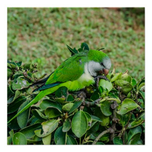 Póster Papagaio verde
