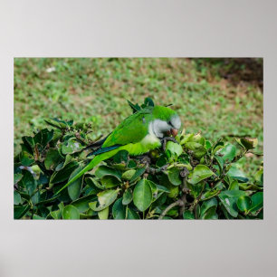 Poster Papagaio verde