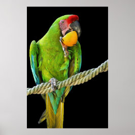 Poster Papagaio Verde Ara Militaris