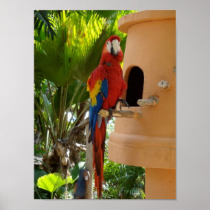 Póster Papagaio vermelho bonito