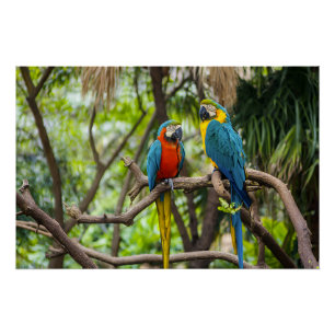 Póster Papagaios Araras Coloridos Empoleirados Juntos