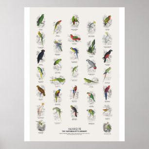 Poster Papagaios - Biblioteca do Naturalista