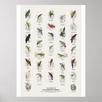 Poster Papagaios - Biblioteca do Naturalista