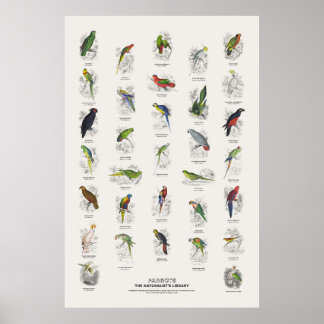 Poster Papagaios - Biblioteca do Naturalista