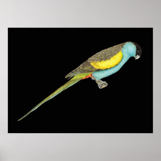 Póster Papagaios Hooded - Psephotus dissimilis