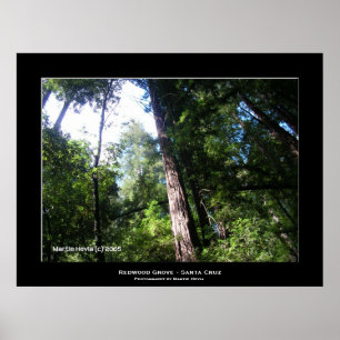 Poster "Papais noeis Cruz Sequoias"