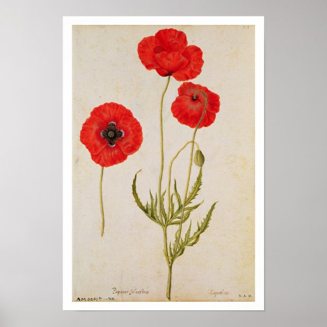 Poster Papavar rhoeas, c.1568 (Frente)