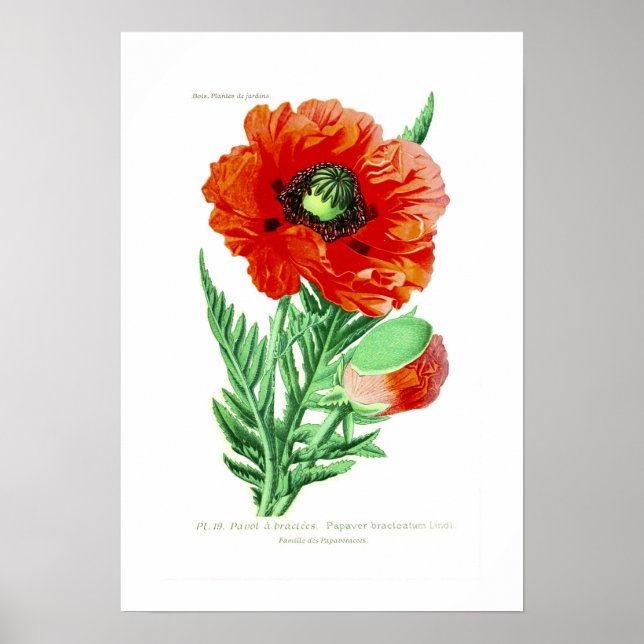 Poster Papaver bracteatum (Frente)