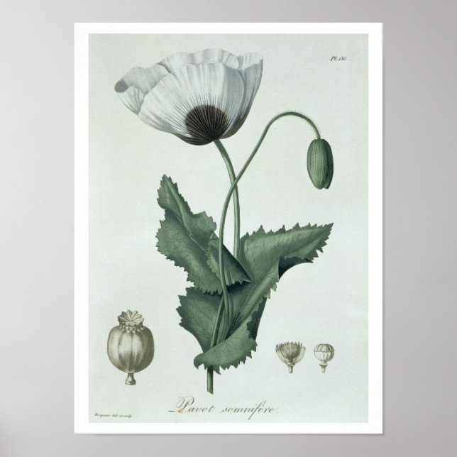 Poster Papaver Somniferum de 'Phytographie Medicale' por (Frente)