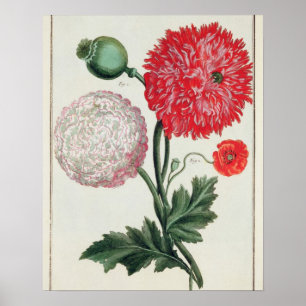 Poster Papaver - somniferum e rheas do Papaver gravados