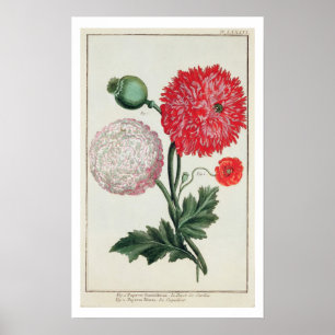Póster Papaver - somniferum e rheas do Papaver gravados
