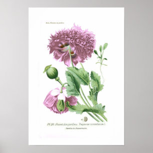 Poster Papaver - somniferum (papoila de ópio)