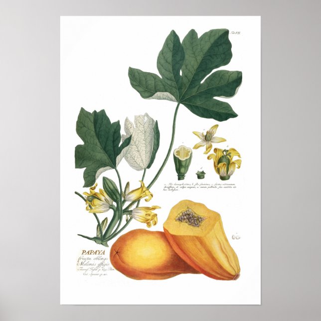Póster Papaya (Frente)