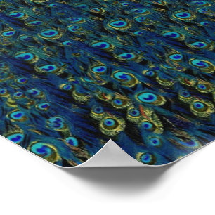 Poster Papel de parede bonito das penas de pássaro do