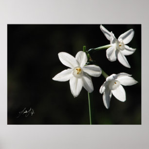 Póster Paperwhites no preto