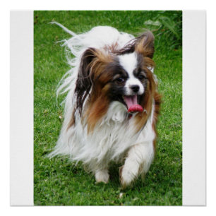 Póster Papillon_in