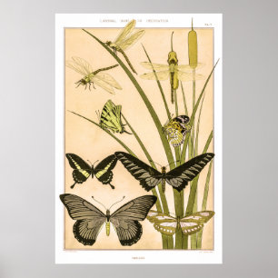Poster Papillons & Dragonflies por Maurice Verneuil Poste