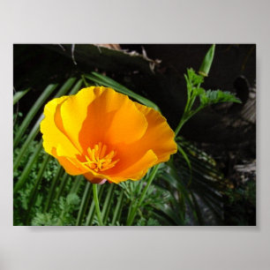 Póster Papoila de Califórnia (Eschscholzia Californica)