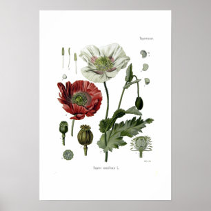 Poster Papoila de ópio