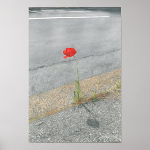 Poster Papoila do punk (Arthur)