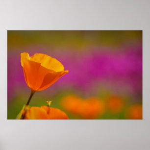 Poster papoila e rosa
