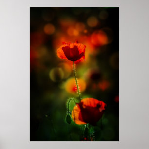 Poster Papoila na noite
