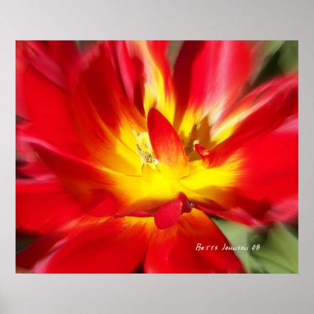 Póster Papoila no Fogo! (Frente)