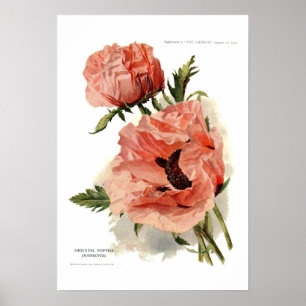 Póster Papoila oriental (orientale do Papaver)