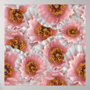 Poster papoila rosa