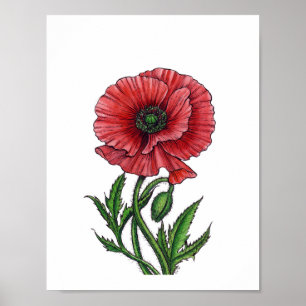 Poster Papoila vermelha, aquarela e tinta