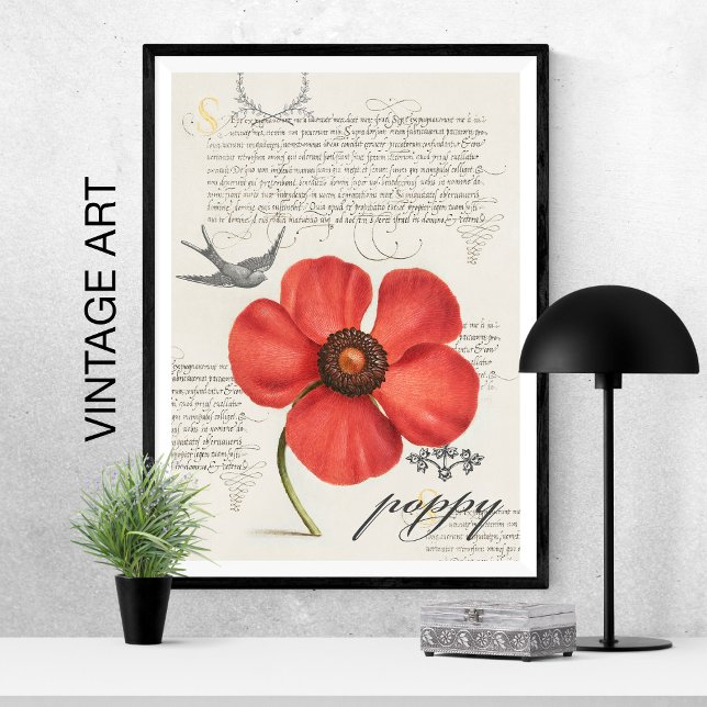 Poster Papoila Vermelha Vintage Desenhada À Mão 🌸 Pinto  (Vintage hand-drawn poppy with swallow-tail kite and vintage type poster adds a bright pop of red!)
