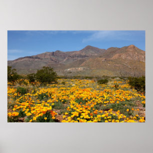 Póster Papoilas de El Paso