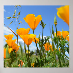Póster Papoilas no primavera
