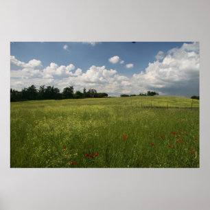 Póster Papoilas nos campos