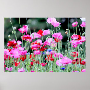 Póster Papoilas vermelhas e cor-de-rosa