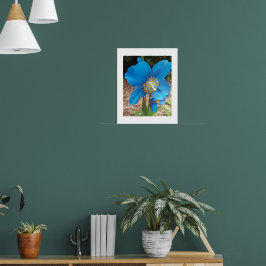 Poster Papoula Azul do Himalaia Floral