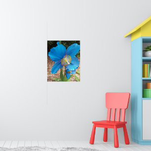 Poster Papoula Azul do Himalaia Floral