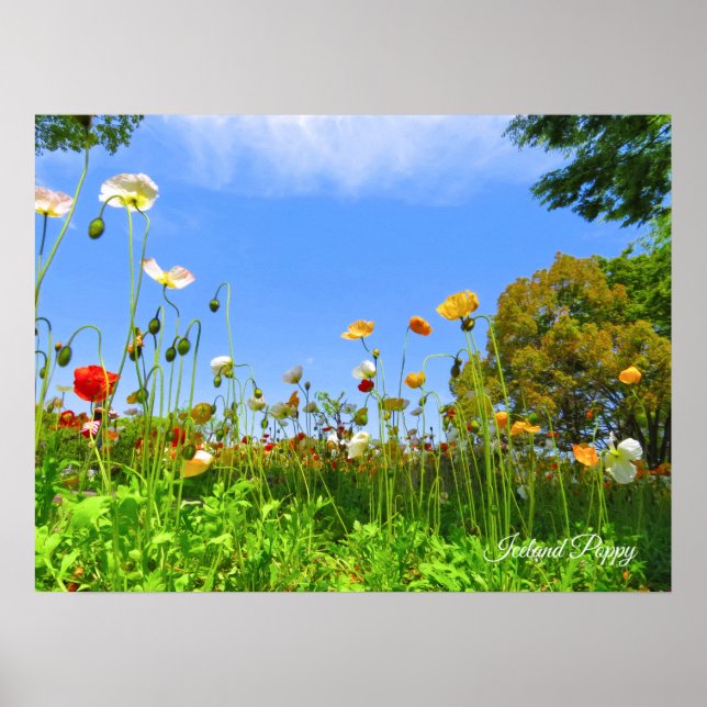 Poster Papoula da Islândia [flor] (Frente)