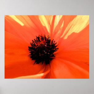 Poster Papoula laranja