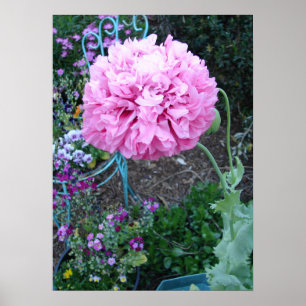 Poster Papoula Rosa Papoulas Flor de Primavera Jardim Flo