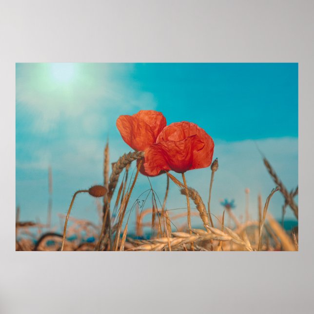Poster Papoula Vermelha  - (Frente)