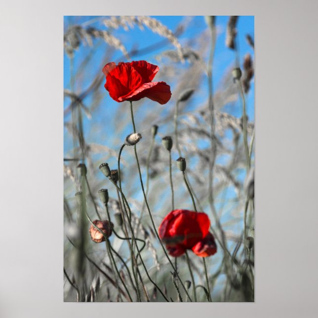 Poster Papoula Vermelha - Flor Skybound (Frente)