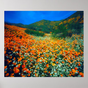 Póster Papoulas da Califórnia e flores silvestres de pipo
